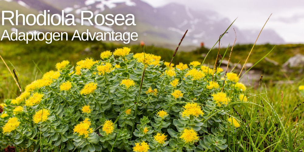 Rhodiola Rosea - Adaptogen Advantage