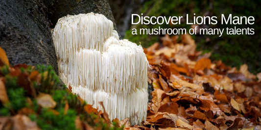 Discover Lions Mane - A Mushroom Of Many Talents!